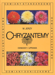 Chryzantemy - odmiany i uprawa